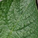 High-resolution plant leaf target